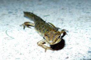 common_newt
