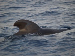 pilot_whale